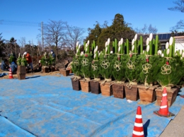 松に荒縄をまく