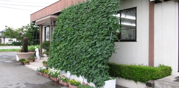 グリーンカーテンプランター