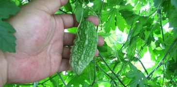 グリーンカーテンプランター