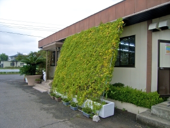 赤城グリーン社屋グリーンカーテン